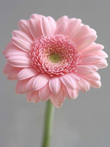 Diamond Painting - Roze Gerbera - Diamond Paradijs