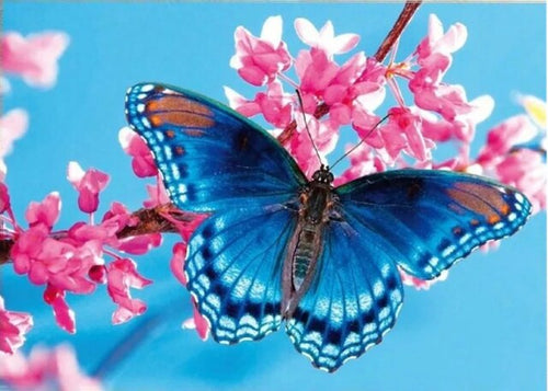 Diamond Painting - Vlinder - Diamond Paradijs