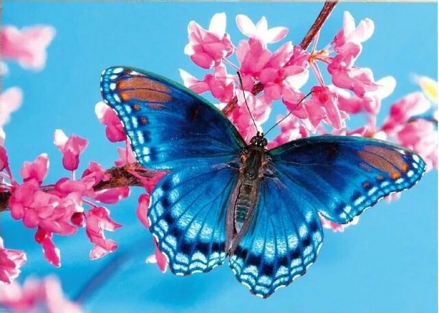 Diamond Painting - Vlinder - Diamond Paradijs